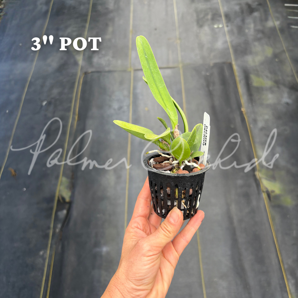 Cattleya dowiana f. rosita — Palmer Orchids
